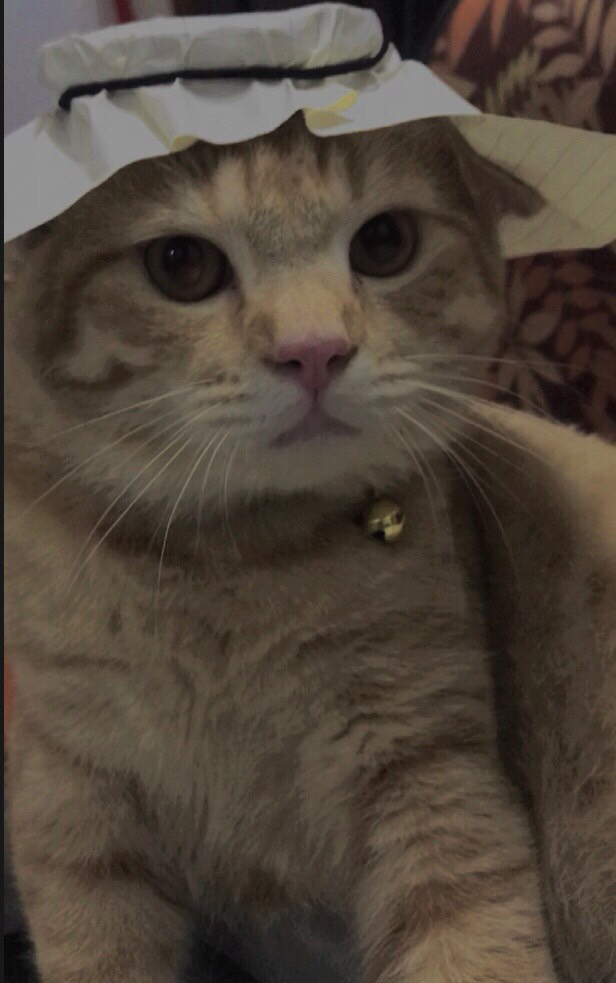 timomangcut